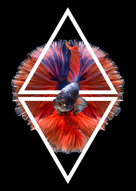 Betta Fish Geometric