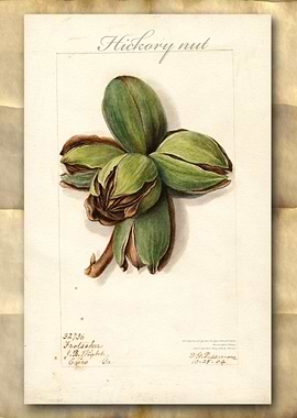 Hickory nuts watercolor
