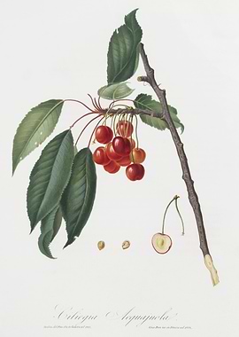 Cherry Prunus Avium From P