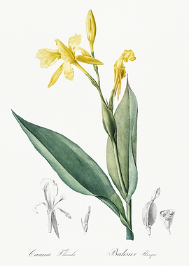 Les Liliacees 1805 HQ Orig