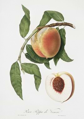 Peach Persica Sativa From