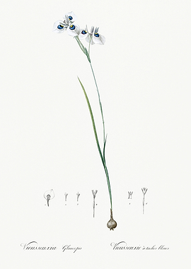 Les Liliacees 1805 HQ Orig