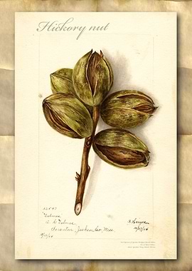 Hickory nuts watercolor