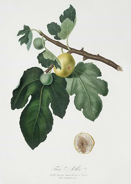 Fig Ficus Carica From Pomo