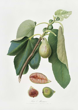 Monaco Fig Fico Della Luni