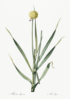 Les Liliacees 1805 HQ Orig