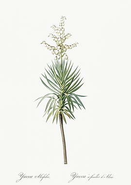 Les Liliacees 1805 HQ Orig