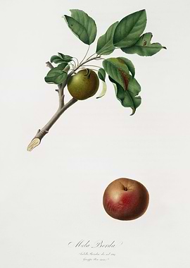 Pomona Italiana 1839HQOrig