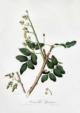 Pomona Italiana 1839HQOrig