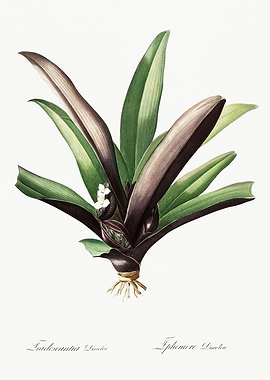 Les Liliacees 1805 HQ Orig