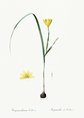 Les Liliacees 1805 HQ Orig