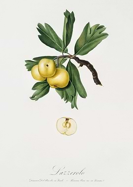 Pomona Italiana 1839HQOrig