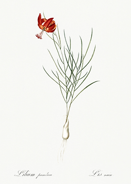 Les Liliacees 1805 HQ Orig