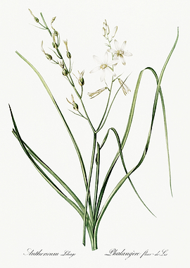 Les Liliacees 1805 HQ Orig