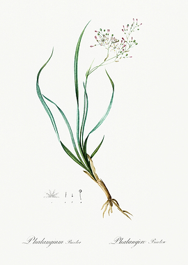 Les Liliacees 1805 HQ Orig