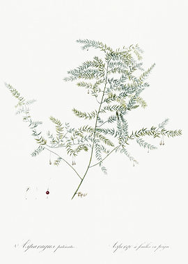 Les Liliacees 1805 HQ Orig