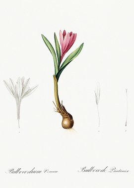 Les Liliacees 1805 HQ Orig