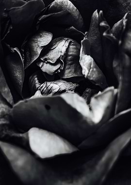 rose texture abstract