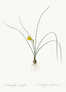 Les Liliacees 1805 HQ Orig