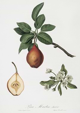 Pear Pyrus Pedemontana Fro