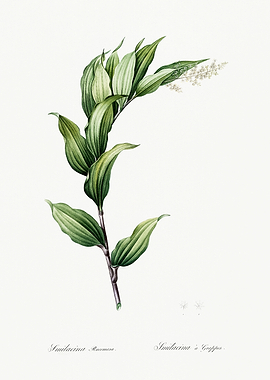 Les Liliacees 1805 HQ Orig