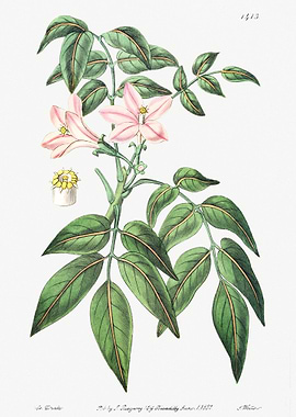 Turraea Pinnata Poster