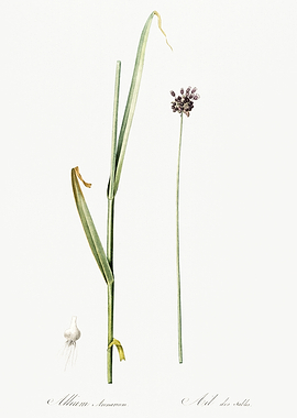 Les Liliacees 1805 HQ Orig