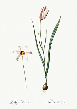 Les Liliacees 1805 HQ Orig