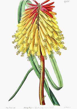 Red Hot Poker Flower Poste