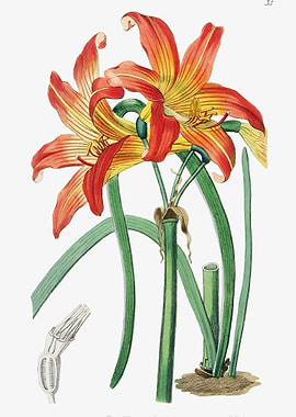 Habranthus Flower Poster