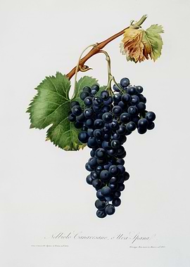 Pomona Italiana 1839HQOrig