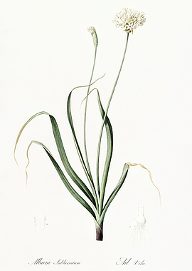 Les Liliacees 1805 HQ Orig