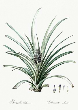 Les Liliacees 1805 HQ Orig