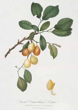 Cherry Prunus Damascena Fr