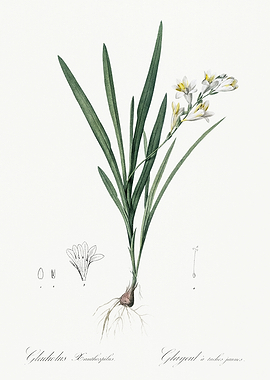 Les Liliacees 1805 HQ Orig