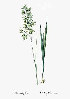 Les Liliacees 1805 HQ Orig