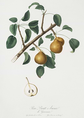 Seckel Pear Pyrus Serrula
