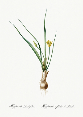 Les Liliacees 1805 HQ Orig