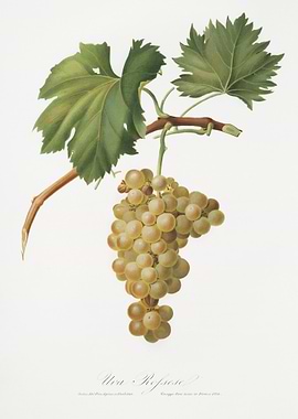 Grape Vine Vitis Vinifera