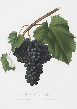 Black Canaiolo Vitis Vinif