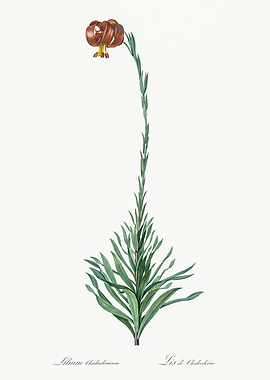 Les Liliacees 1805 HQ Orig