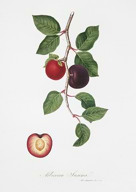 Apricot Armeniaca Prunata