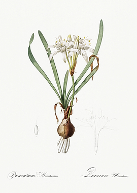 Les Liliacees 1805 HQ Orig