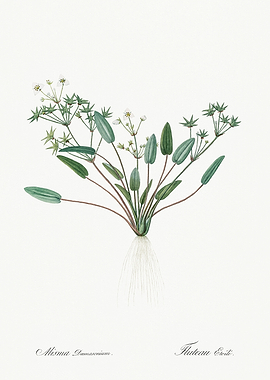 Les Liliacees 1805 HQ Orig