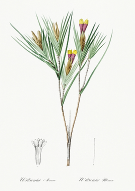 Les Liliacees 1805 HQ Orig