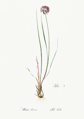 Les Liliacees 1805 HQ Orig