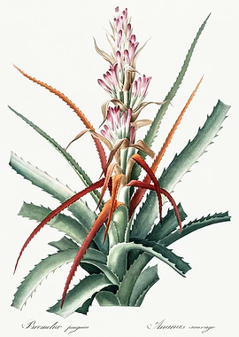 Les Liliacees 1805 HQ Orig