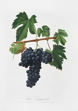 Lacrima Grapes Vitis Vinif