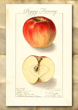 Apple vintage watercolor