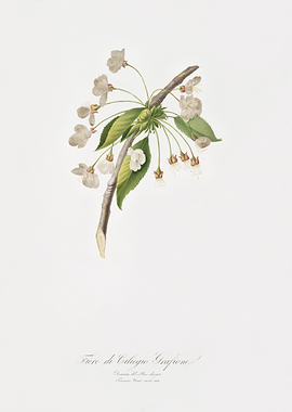 Cherry Plum Flower Mirabol